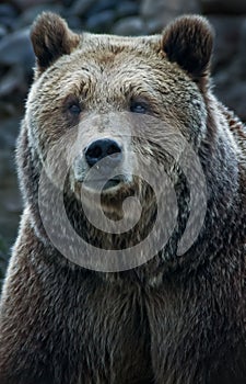 Grizzly Bear