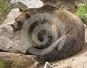 Grizzly bear