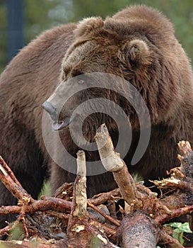 Grizzly Bear 8