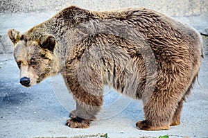 Grizzly bear