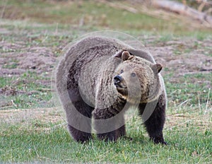 Grizzly bear