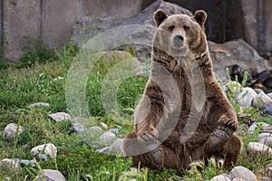 Grizzly bear photo