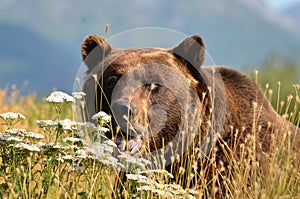 Grizzly Bear in Alaska