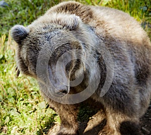 Grizzly Bear in Alaska