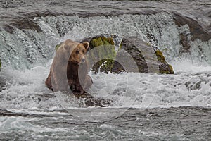 Grizzly bear in Alaska Katmai National Park hunts salmons Ursus arctos horribilis