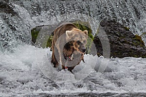 Grizzly bear in Alaska Katmai National Park hunts salmons Ursus arctos horribilis