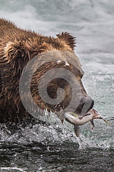 Grizzly bear in Alaska Katmai National Park hunts salmons Ursus arctos horribilis