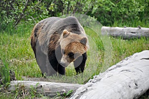 Grizzly bear, Alaska photo
