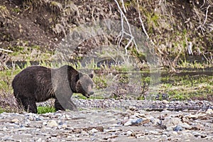 Grizzly bear along river