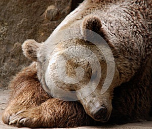 The grizzly bear also known as the silvertip bear