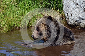 The grizzly bear also known as the silvertip bear