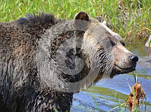 The grizzly bear also known as the silvertip bear, the grizzly,