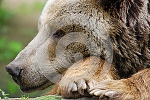 The grizzly bear