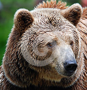 The grizzly bear also known as the silvertip bear photo