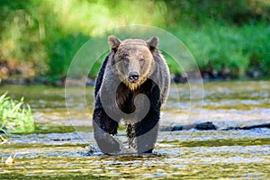 Grizzly bear approaching