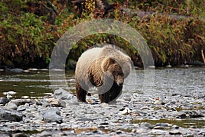 Grizzly bear approaching