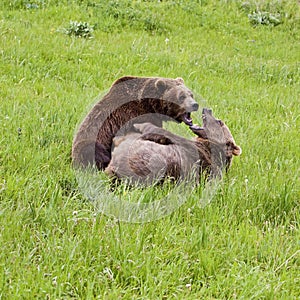 Grizzly Bear arctos ursus pair in fight