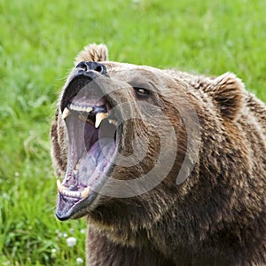 Grizzly Bear attack closeup mouth growl teeth growling fear