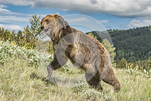 Grizzly bear attack position