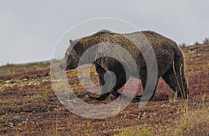 Grizzly Bear in Autumn in Denali National Park Alaska