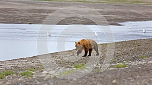 Grizzly bear on the banks of the Douglas River