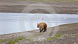 Grizzly bear on the banks of the Douglas River