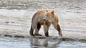 Grizzly bear on the banks of the Douglas River