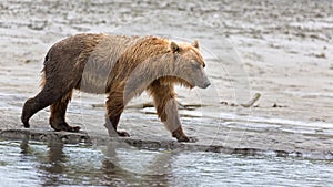 Grizzly bear on the banks of the Douglas River
