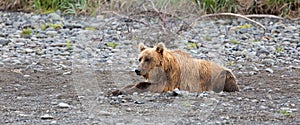 Grizzly bear on the banks of the Douglas River