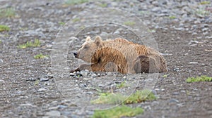 Grizzly bear on the banks of the Douglas River