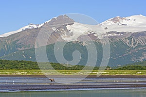 Grizzly Bear Bear Walking on a Tidal Flat Beneath the Mountains