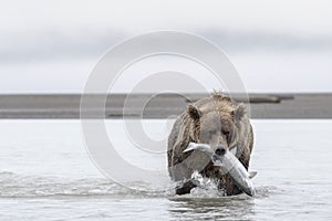 Medveď veľký losos 