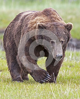 Grizzly brown bear male face claws paw approaching photo