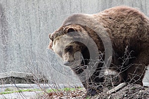 Grizzly Bear- Bronx Zoo New York
