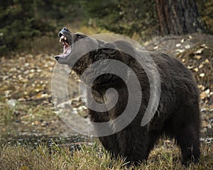 Grizzly Bear Bruno playing  in the Autumn colors