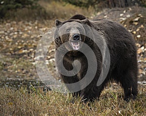 Grizzly Bear Bruno playing  in the Autumn colors