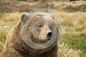 Grizzly Bear bust