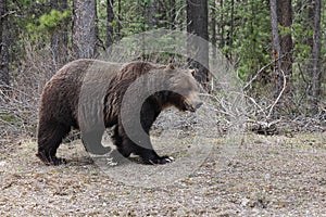 Grizzly Bear in the Canadian Rockies Banff Canada