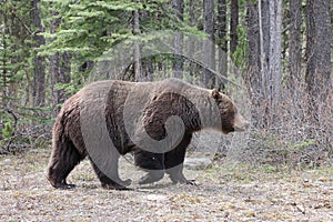 Grizzly Bear in the Canadian Rockies Banff Canada