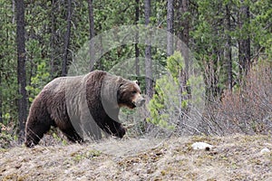 Grizzly Bear in the Canadian Rockies Banff Canada