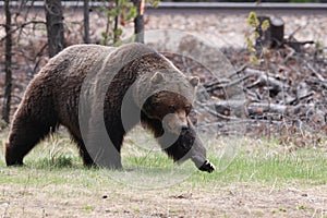 Grizzly Bear in the Canadian Rockies Banff Canada