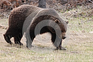 Grizzly Bear in the Canadian Rockies Banff Canada