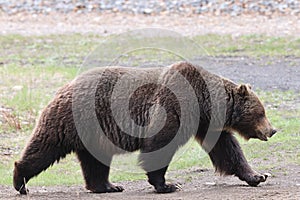 Grizzly Bear in the Canadian Rockies Banff Canada