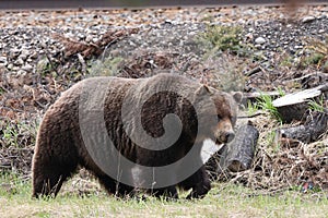 Grizzly Bear in the Canadian Rockies Banff Canada