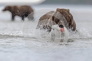 A grizzly bear carrying a big salomon, during low tide, in Katmai.