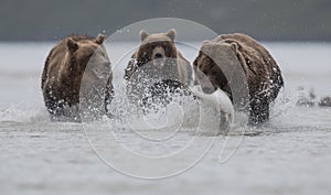 A grizzly bear carrying a Salomon, pursued by two grizzly bears, in Katmai.