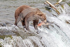 Grizzly bear catches salmon at Brooks Falls in Katmai, AK