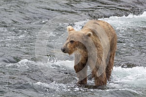 Ein bär fängt lachs seicht wasser auf der aus Wasserfall strom 