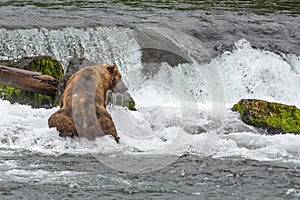 A Grizzly bear catches the salmons at the base of a waterfall - Brook Falls - Alaska