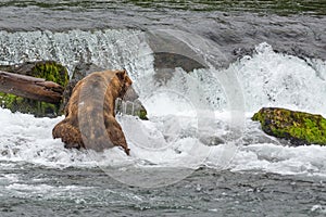 A Grizzly bear catches the salmons at the base of a waterfall - Brook Falls - Alaska photo